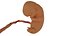 3d model Human embryo fetus Growth animation