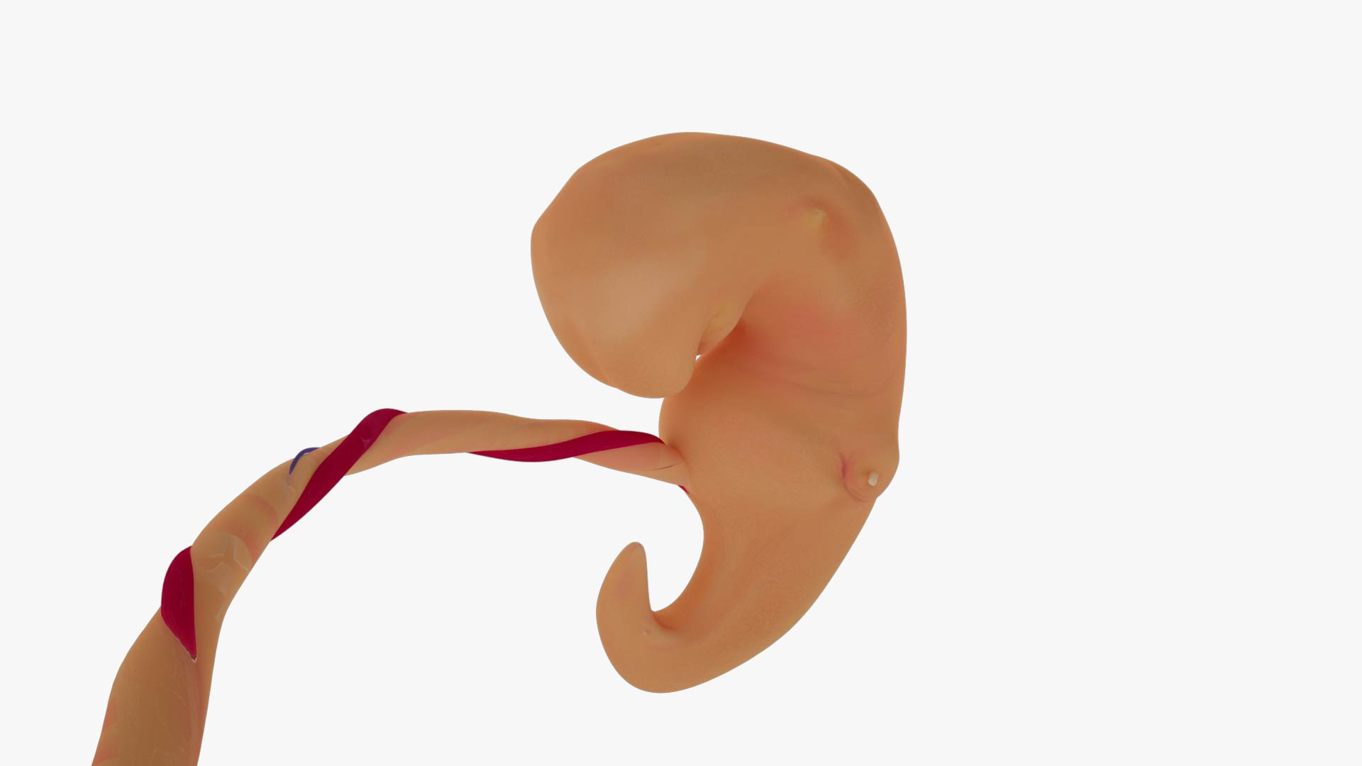 3D model 3d model Human embryo fetus Growth animation https://p.turbosquid.com/ts-thumb/D7/91uHKU/cq/featus/jpg/1672985708/1920x1080/turn_fit_q99/85df1e9df665a8113cf2d8cf9dfebaef1ec9bbf9/featus-1.jpg