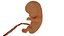3d model Human embryo fetus Growth animation