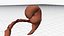3d model Human embryo fetus Growth animation