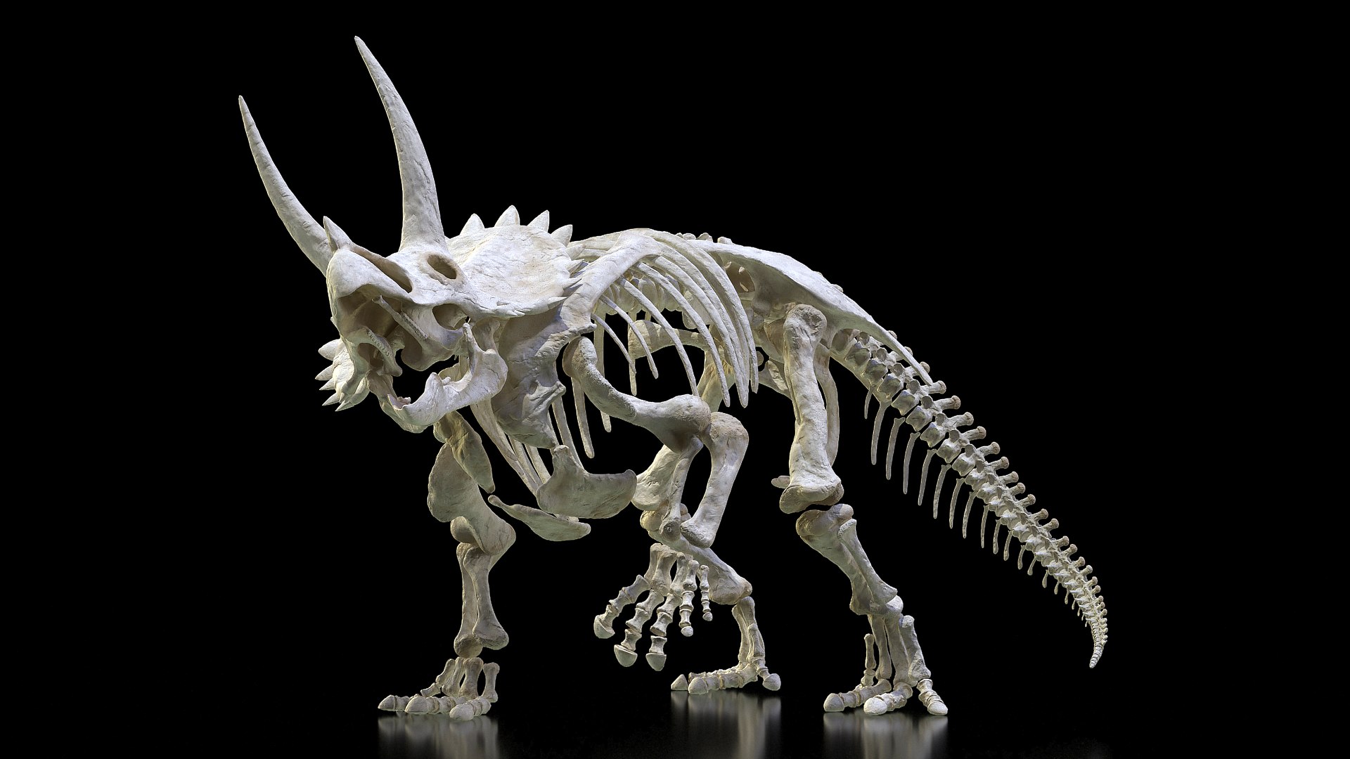 Triceratops Horridus Skeleton Rigged 3D model preview