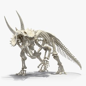 3D triceratops horridus skeleton rigged
