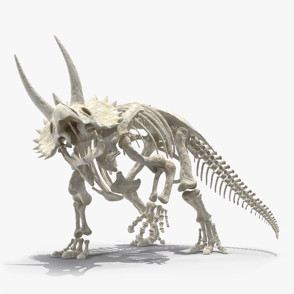 3D triceratops horridus skeleton rigged - TurboSquid 1520957