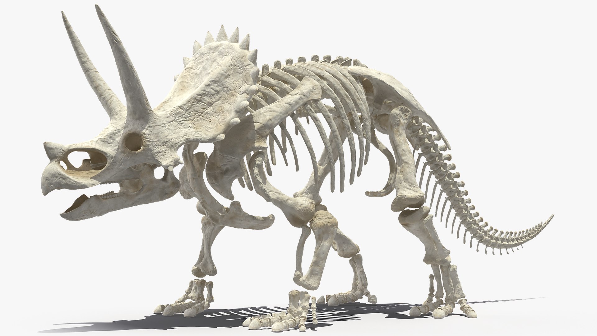 3D Triceratops Horridus Skeleton Rigged - TurboSquid 1520957