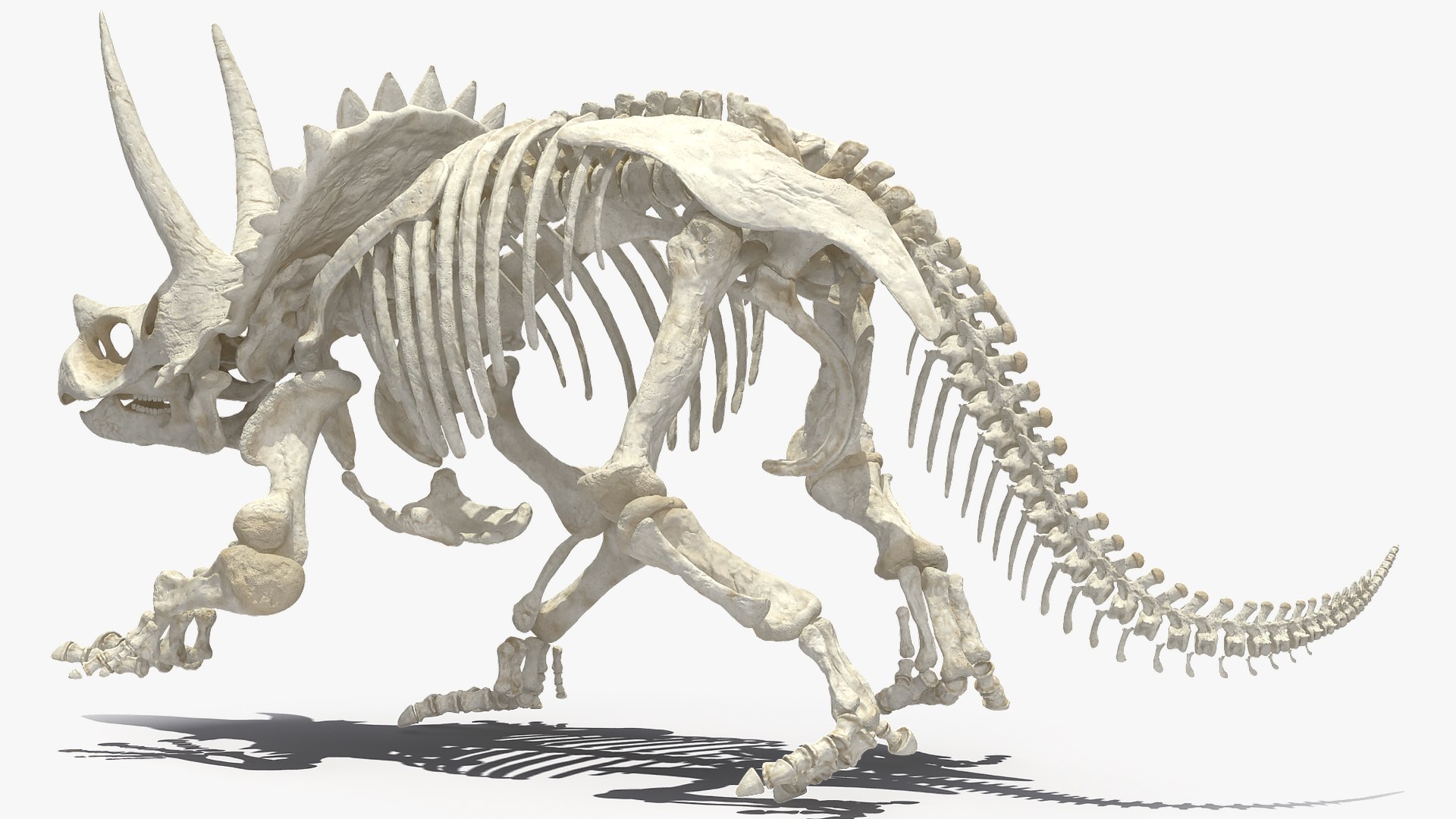 3D Triceratops Horridus Skeleton Rigged - TurboSquid 1520957