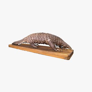 Pangolin
