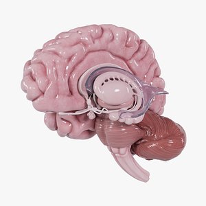 Human Brain 2022 3D