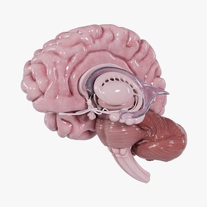 Human Brain 2022