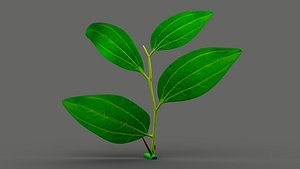 Jujube Plant Leaf