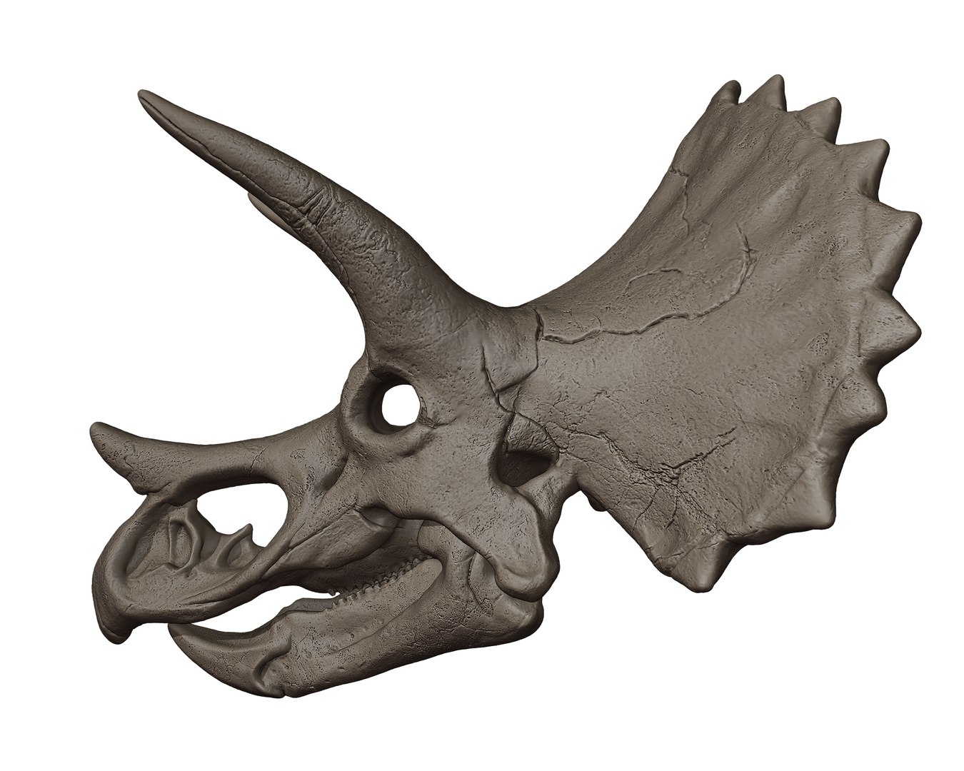 3D Triceratops Skull 3D Print Model model - TurboSquid 2163130