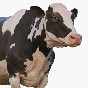 Cow Holstein