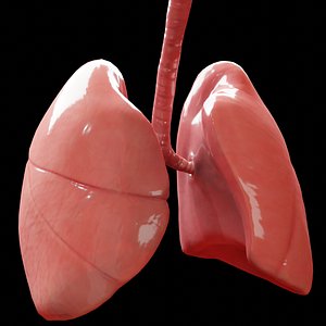 3D human lungs
