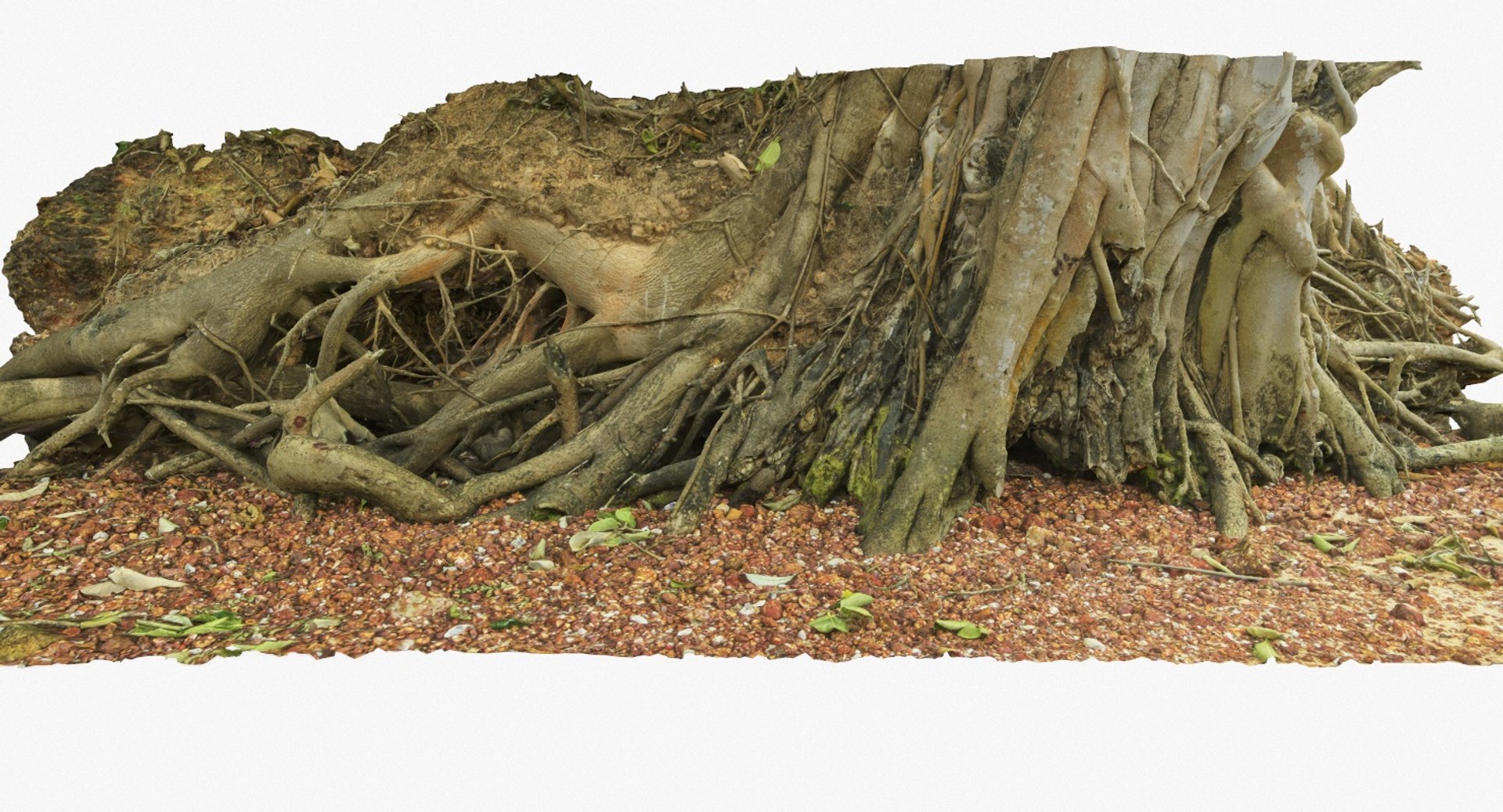 3d Tropical Tree Roots
