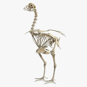 Chicken Skeleton Anatomy Model