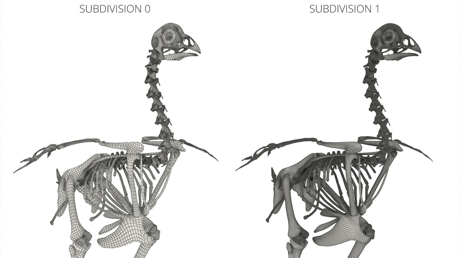 Chicken Skeleton Anatomy Model 3D https://p.turbosquid.com/ts-thumb/D8/gkUeu4/iW/chicken_skeleton_anatomy_model_010/jpg/1759847831/1920x1080/fit_q87/b20942c4b694faae2704f0ee7605555b4ca8f318/chicken_skeleton_anatomy_model_010.jpg