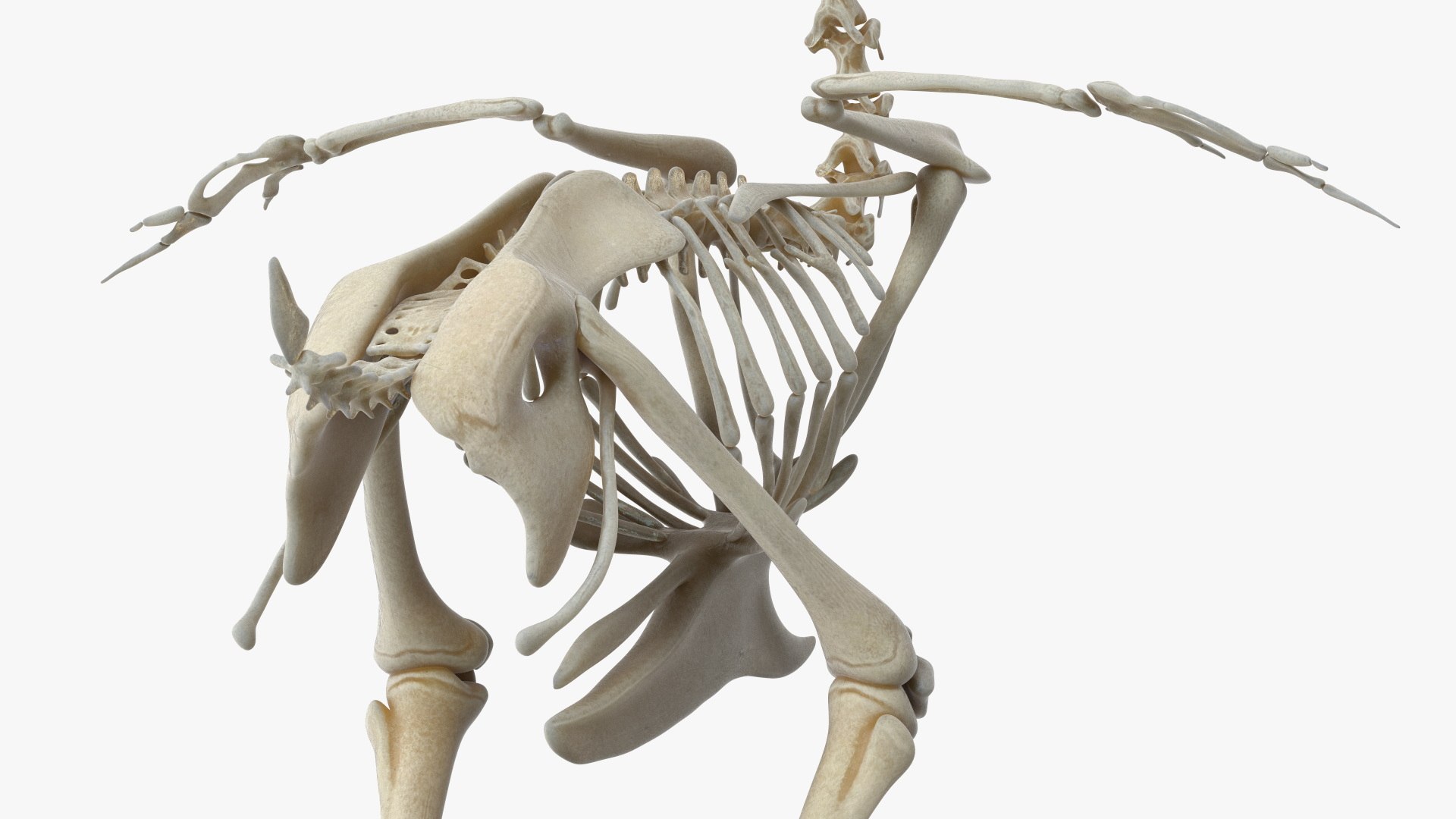 Chicken Skeleton Anatomy Model 3D https://p.turbosquid.com/ts-thumb/D8/gkUeu4/mz/chicken_skeleton_anatomy_model_006/jpg/1759847816/1920x1080/fit_q87/2087284bed033adbb994d82495e20a5fec2c4e43/chicken_skeleton_anatomy_model_006.jpg
