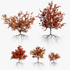 3D maple autumn trees