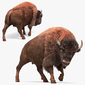 American Bison Fur Walk Animated Rigged For Maya