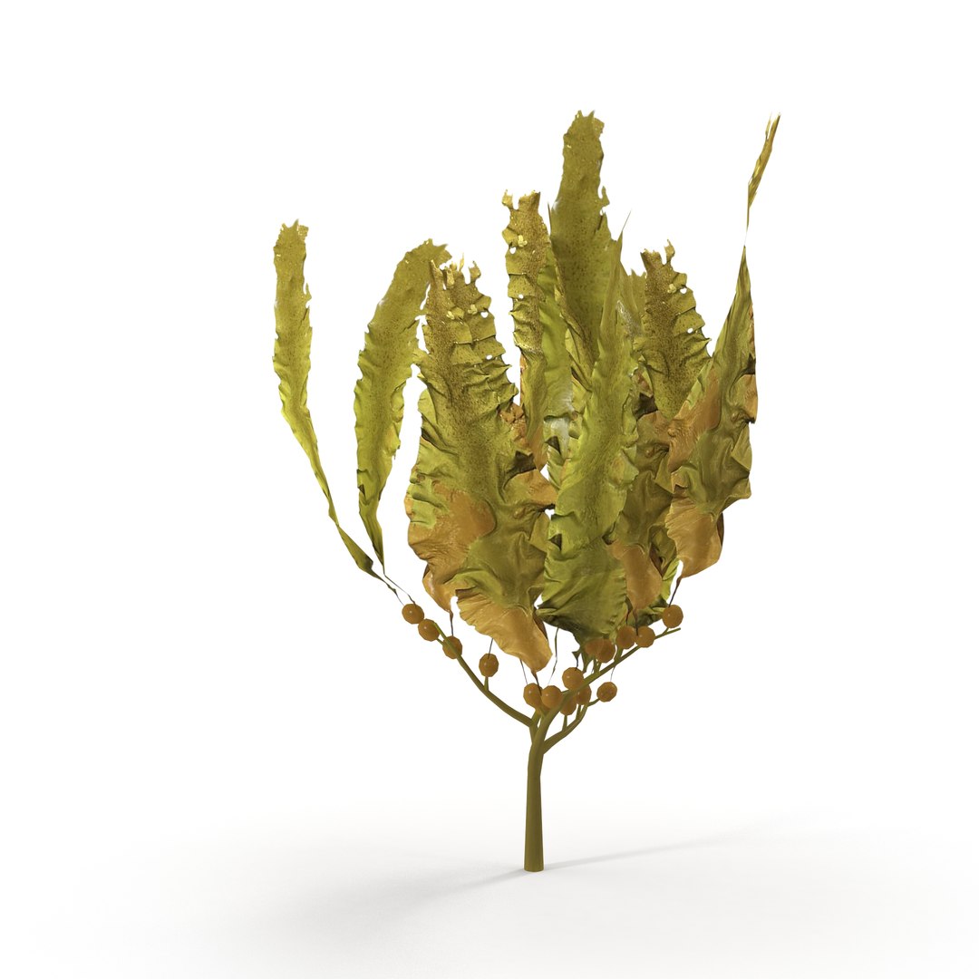 Seaweed Yellow V3 3D https://p.turbosquid.com/ts-thumb/D9/3EzGe4/6V/6/jpg/1636399071/1920x1080/fit_q87/acbf1d43c0ac05ab214f34629a65751b995fa077/6.jpg