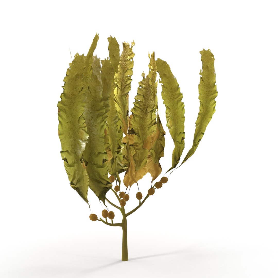 Seaweed Yellow V3 3D https://p.turbosquid.com/ts-thumb/D9/3EzGe4/78/4/jpg/1636399072/1920x1080/fit_q87/6c5812435ecd3617875cb6cbc02347de6947164a/4.jpg