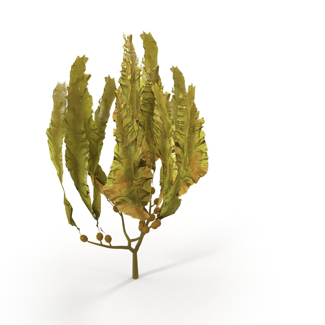 Seaweed Yellow V3 3D https://p.turbosquid.com/ts-thumb/D9/3EzGe4/KX/5/jpg/1636399073/1920x1080/fit_q87/0798f31ee477a9509c386549065c9b38d453ad83/5.jpg