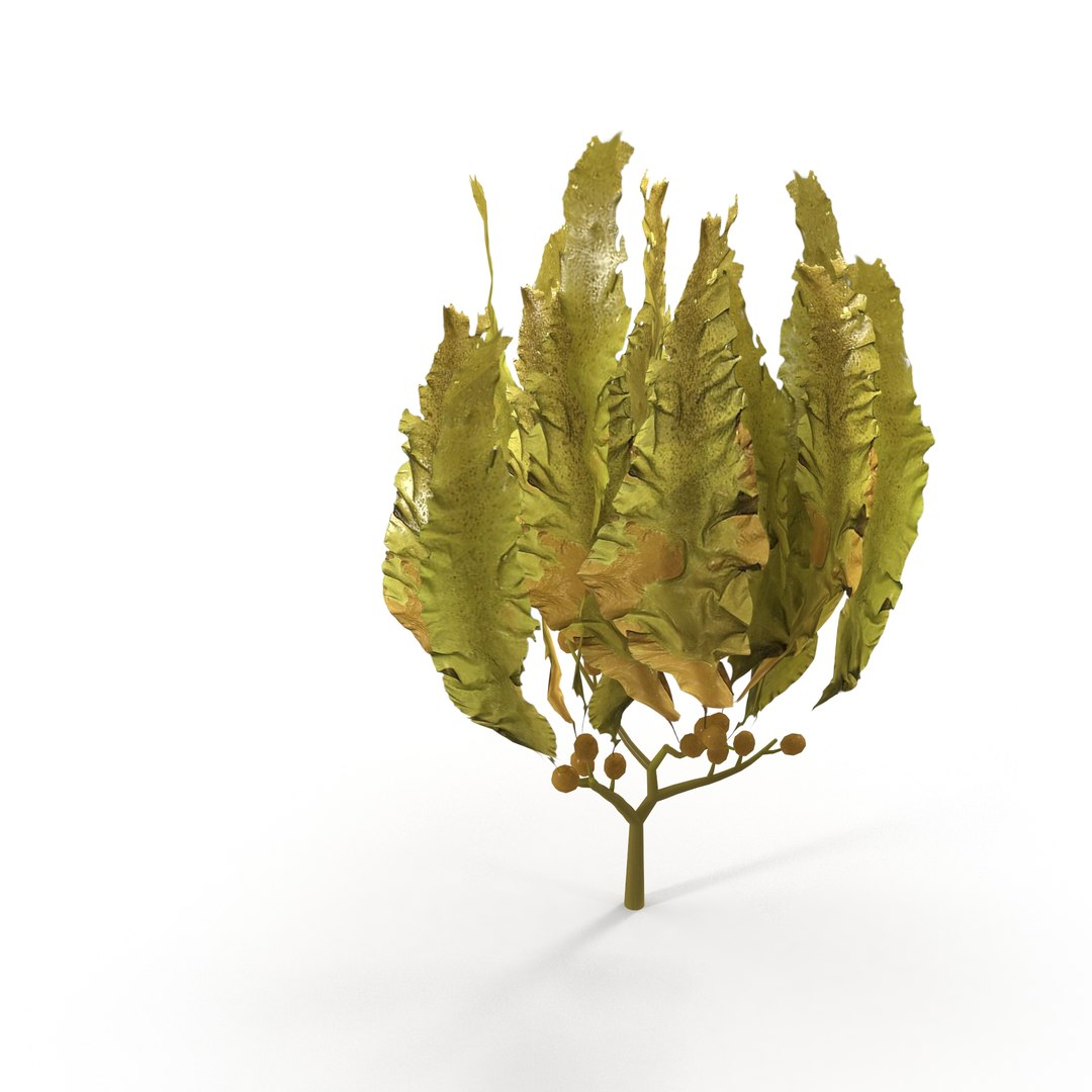 Seaweed Yellow V3 3D https://p.turbosquid.com/ts-thumb/D9/3EzGe4/PE/2/jpg/1636399072/1920x1080/fit_q87/a85efe342eefeb8f4093034eac5b0efc863084fa/2.jpg