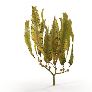 Seaweed Yellow V3 3D