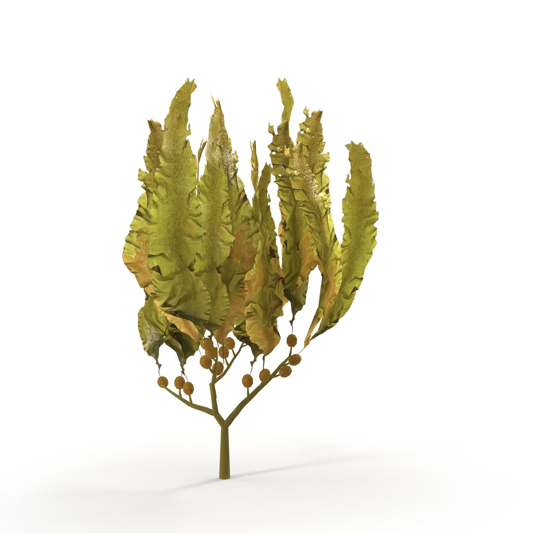 Seaweed Yellow V3 3D https://p.turbosquid.com/ts-thumb/D9/3EzGe4/x3/7/jpg/1636399072/1920x1080/fit_q87/859fbe92cde1826c9179630399f5a5875484817a/7.jpg
