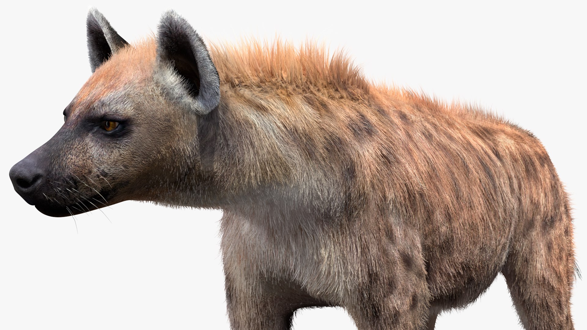 3D Hyena Walking Pose Fur model https://p.turbosquid.com/ts-thumb/D9/RLNgJG/4k/hyenawalkingposefurc4dmodel011/jpg/1617398420/1920x1080/fit_q87/afa9283157566d83001b1a74f1d15b516c6d7452/hyenawalkingposefurc4dmodel011.jpg