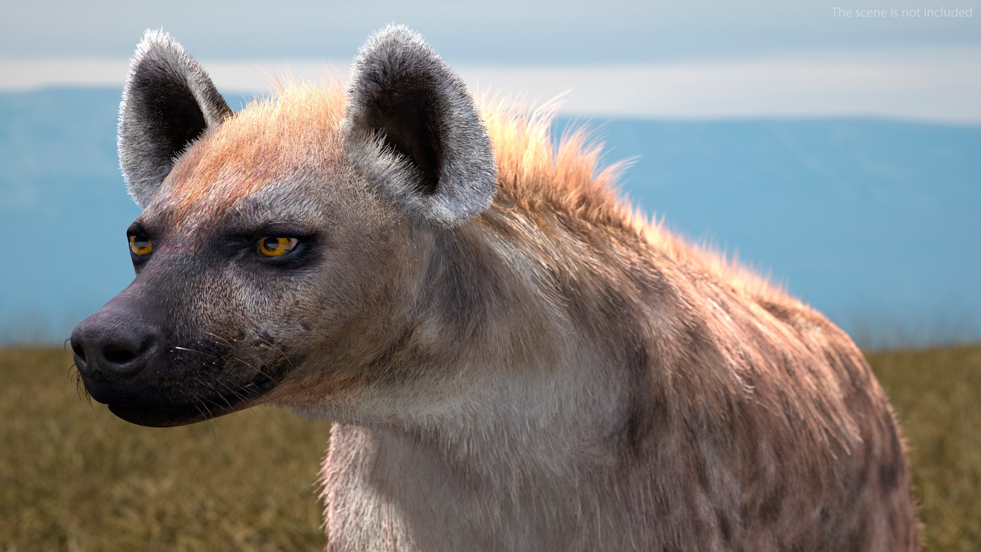 3D Hyena Walking Pose Fur model https://p.turbosquid.com/ts-thumb/D9/RLNgJG/Cv/hyenawalkingposefurc4dmodel005/jpg/1617398361/1920x1080/fit_q87/ad38f5229460ad88787ec7cb0de9f1de4c6be678/hyenawalkingposefurc4dmodel005.jpg