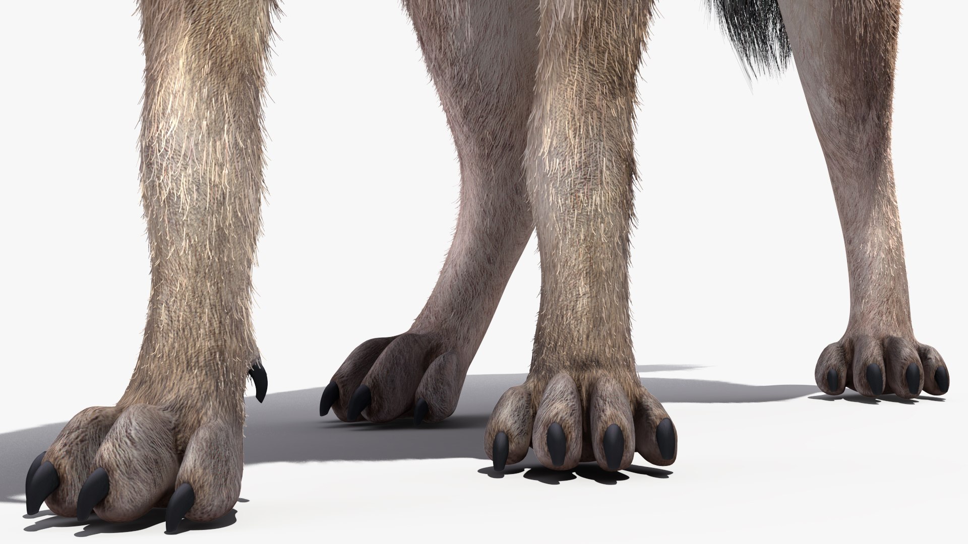 3D Hyena Walking Pose Fur model https://p.turbosquid.com/ts-thumb/D9/RLNgJG/IP/hyenawalkingposefurc4dmodel014/jpg/1617398439/1920x1080/fit_q87/dbc479992f3be6bdce7f367f18acfbe569b475c0/hyenawalkingposefurc4dmodel014.jpg