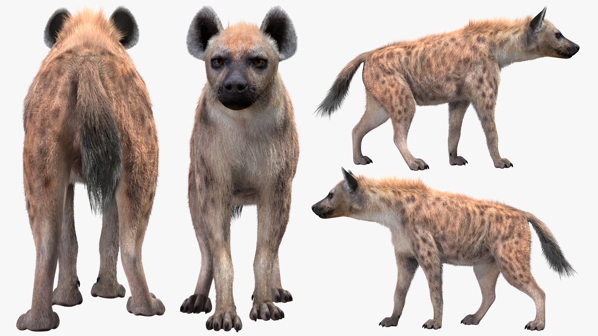 3D Hyena Walking Pose Fur model https://p.turbosquid.com/ts-thumb/D9/RLNgJG/Lk/hyenawalkingposefurc4dmodel010/jpg/1617398398/1920x1080/fit_q87/004f221f54dd2e16c2289a77a5ce1b5cce672094/hyenawalkingposefurc4dmodel010.jpg