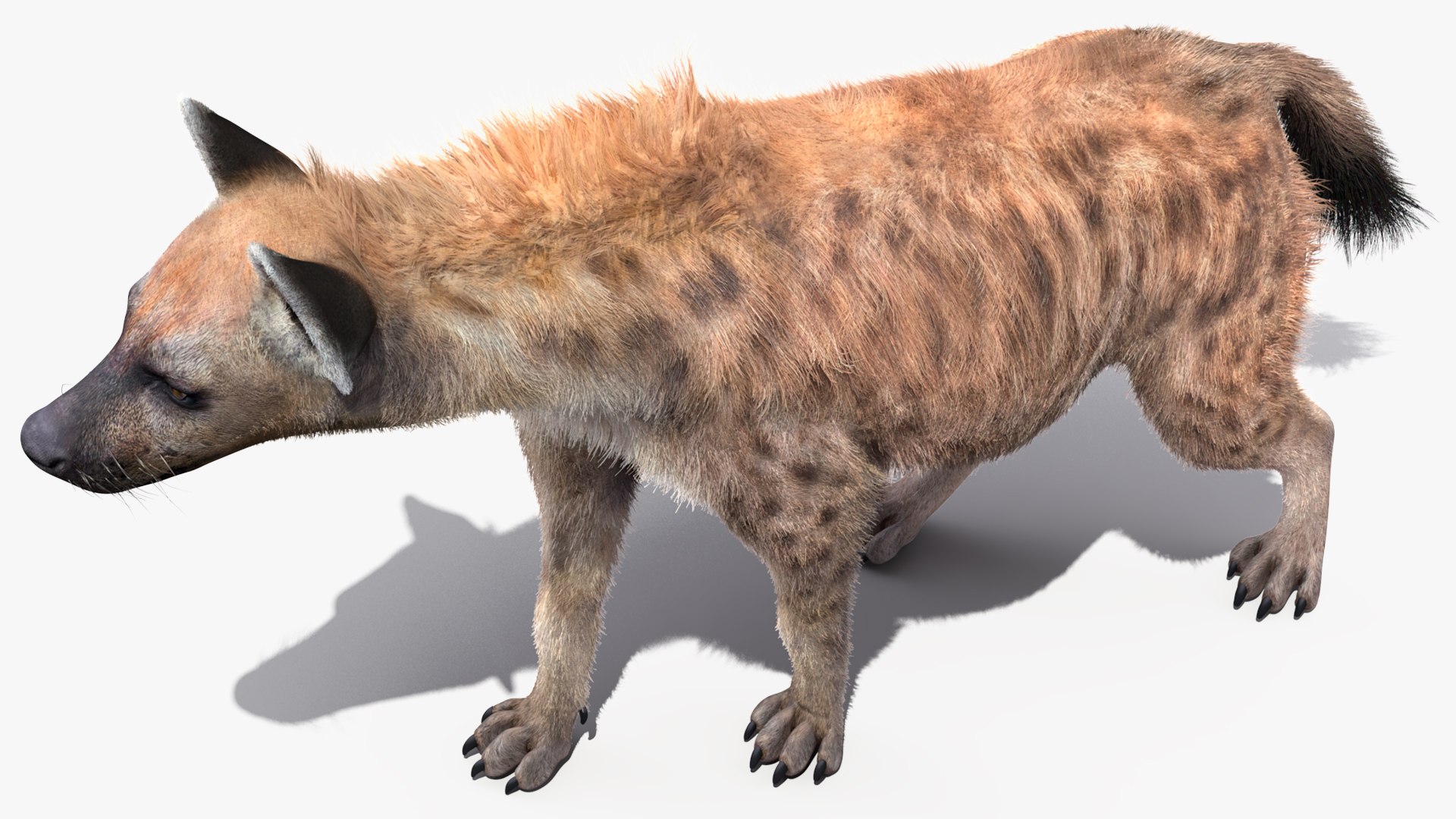 3D Hyena Walking Pose Fur model https://p.turbosquid.com/ts-thumb/D9/RLNgJG/Zu/hyenawalkingposefurc4dmodel008/jpg/1617398381/1920x1080/fit_q87/525411705abcbcfbb363bb83f2537e8dba1b38cf/hyenawalkingposefurc4dmodel008.jpg