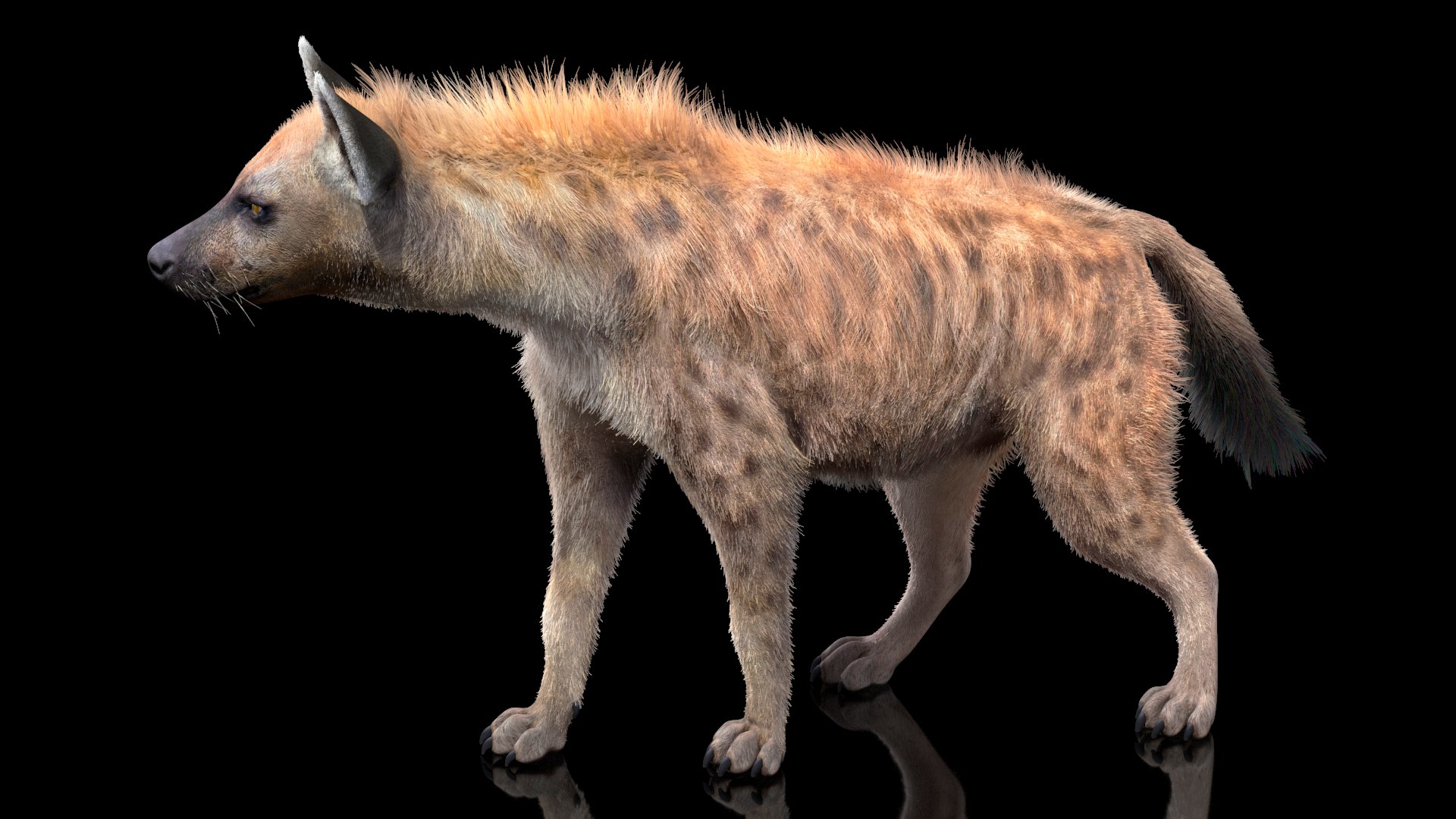 3D Hyena Walking Pose Fur model - TurboSquid 1714287