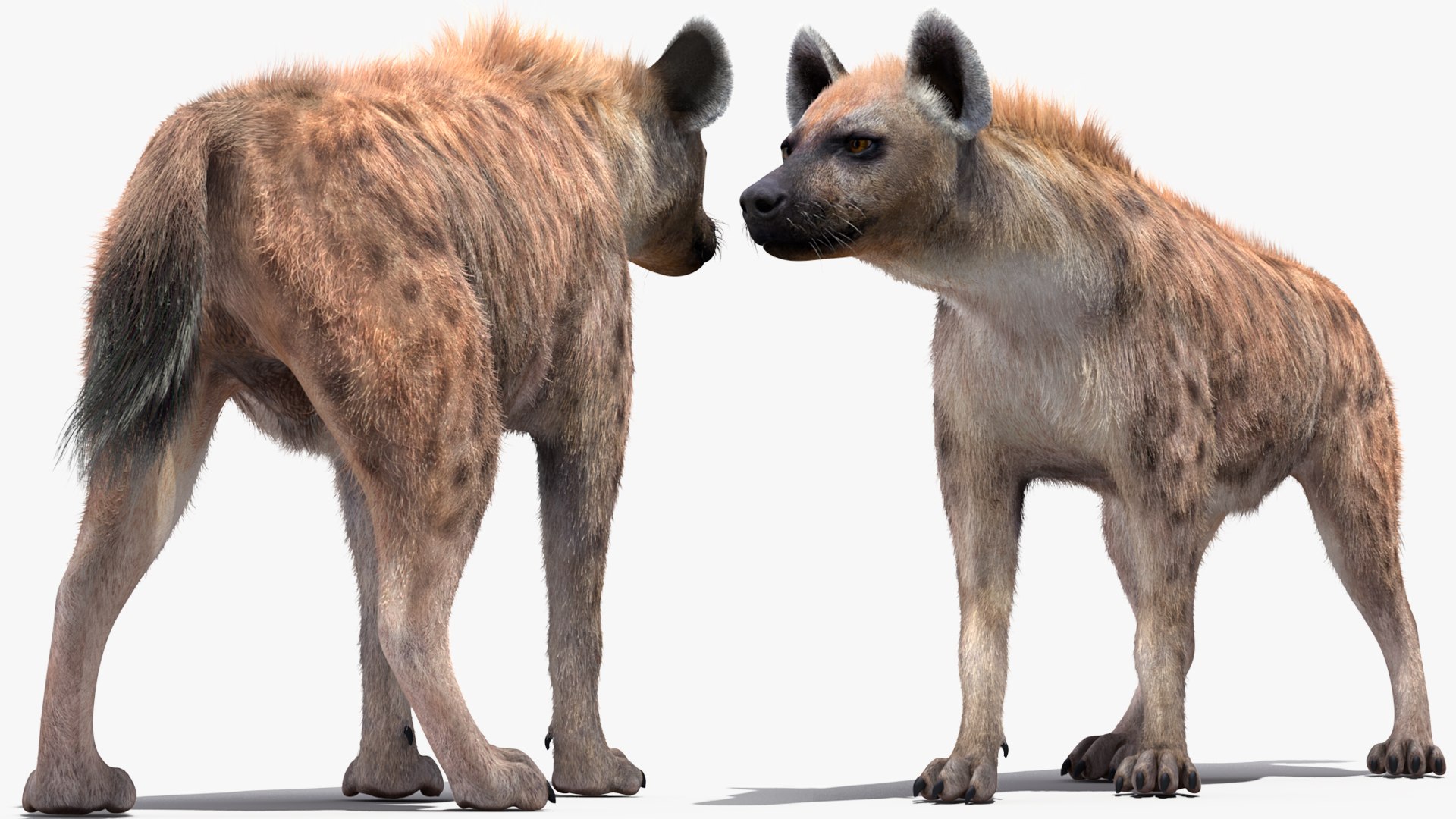 3D Hyena Walking Pose Fur model https://p.turbosquid.com/ts-thumb/D9/RLNgJG/xd/hyenawalkingposefurc4dmodel007/jpg/1617398375/1920x1080/fit_q87/e876c6523e700b088f51b4af39ff13cf9aad3d6c/hyenawalkingposefurc4dmodel007.jpg