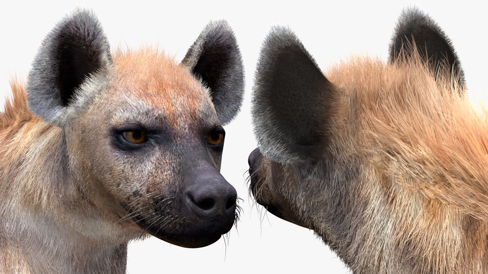 3D Hyena Walking Pose Fur model https://p.turbosquid.com/ts-thumb/D9/RLNgJG/zn/hyenawalkingposefurc4dmodel015/jpg/1617398451/1920x1080/fit_q87/3020d4a17847660a51ace7c527721f418e6ccd35/hyenawalkingposefurc4dmodel015.jpg
