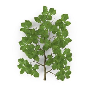 Oak Branch model