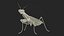3D Realistic Praying Mantis
