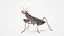 3D Realistic Praying Mantis