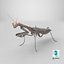 3D Realistic Praying Mantis