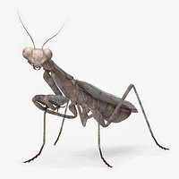 Realistic Praying Mantis