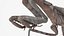 3D Realistic Praying Mantis