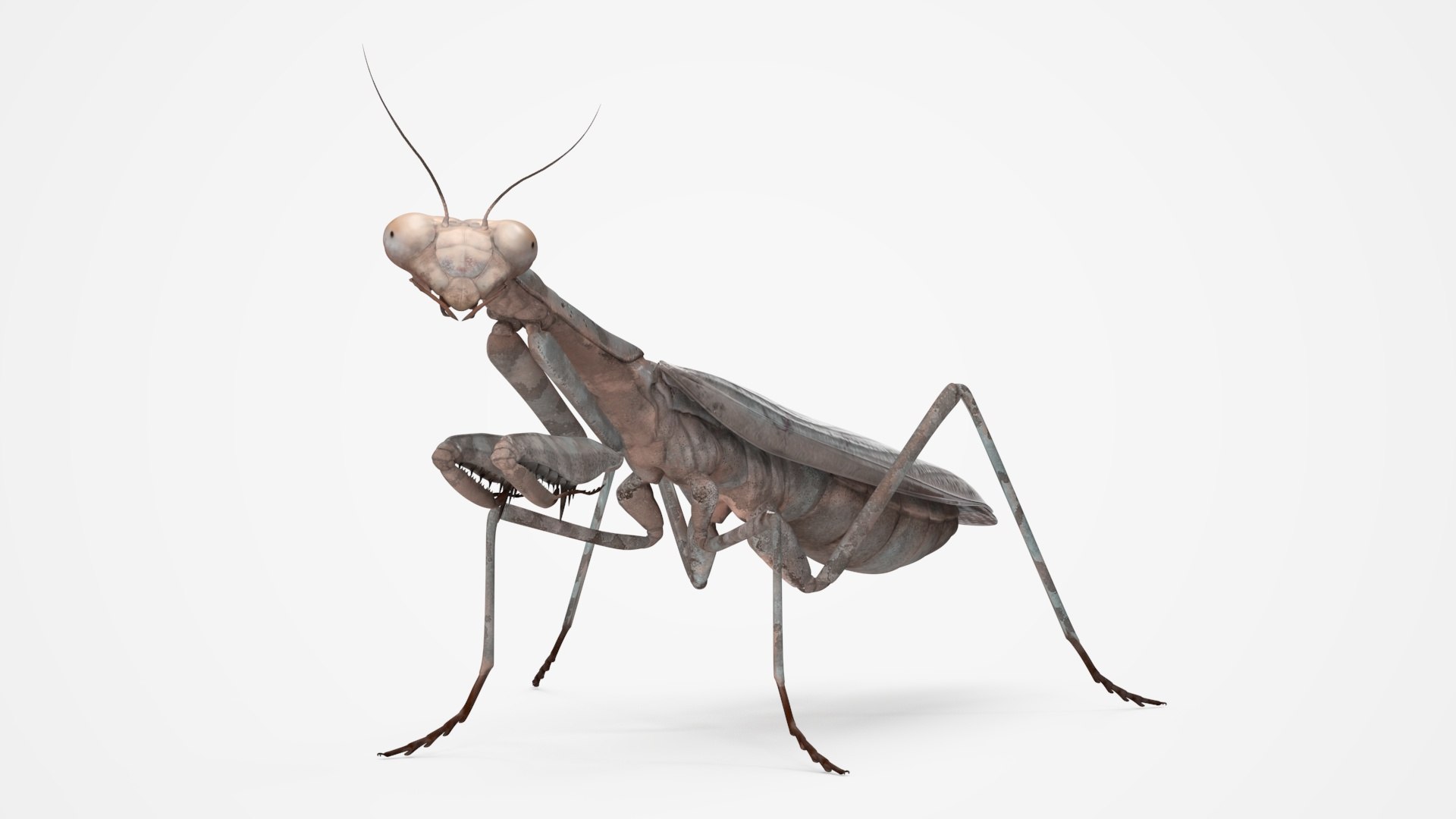 3D Realistic Praying Mantis https://p.turbosquid.com/ts-thumb/D9/VYAuo4/p4/realisticprayingmantismb3dmodel002/jpg/1715045254/1920x1080/fit_q87/71a35ff07b941ac7302a9c92f1ee498a3cb39895/realisticprayingmantismb3dmodel002.jpg