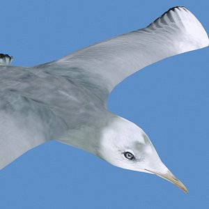 Rigged Seagull