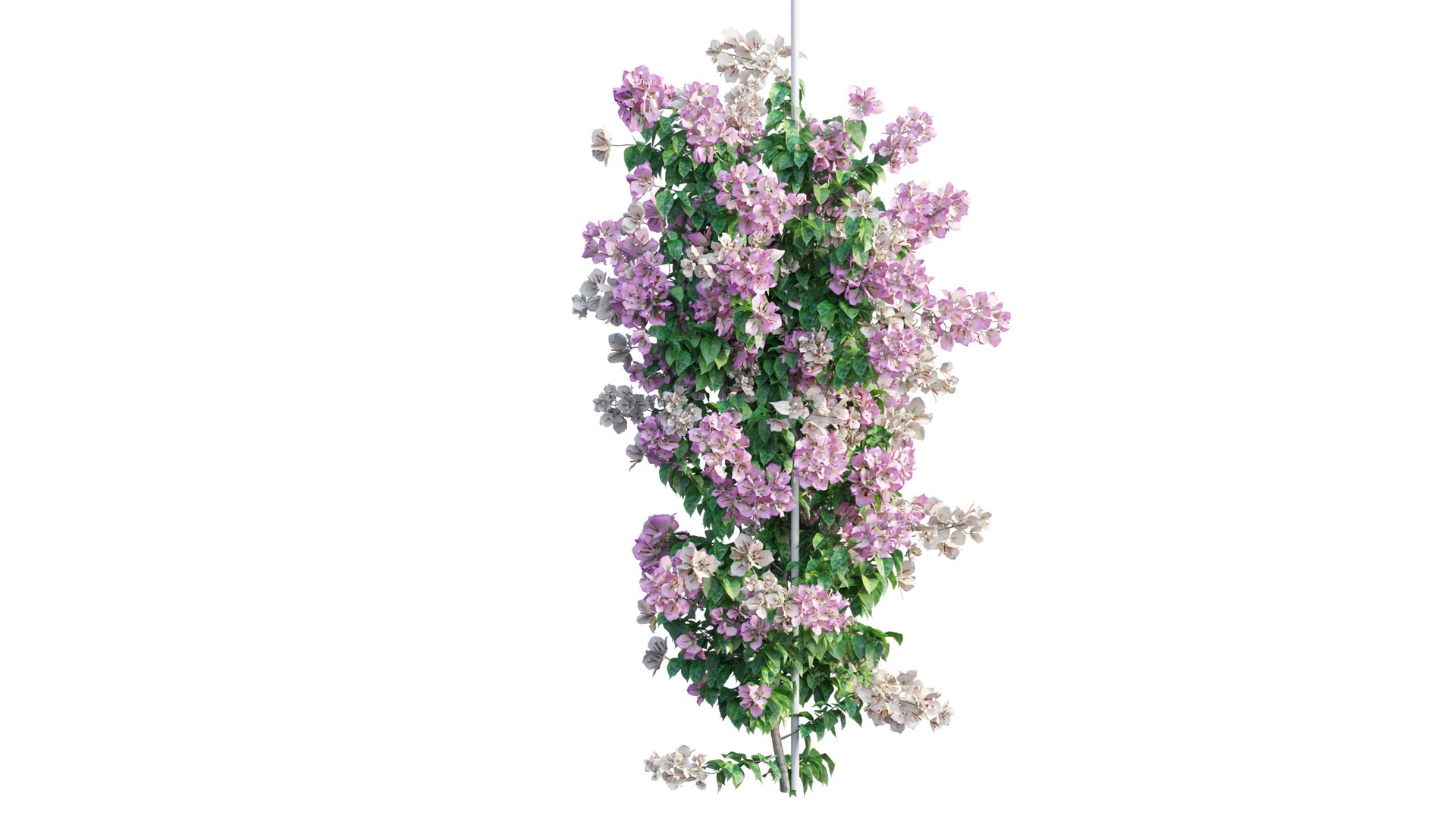 Bougainvillea plant set 49 3D model https://p.turbosquid.com/ts-thumb/D9/cEmrAe/IF/4_interactivelightmix/png/1667513983/1920x1080/fit_q87/28d1711006cceae7afa9b40512a0c79c5780313c/4_interactivelightmix.jpg
