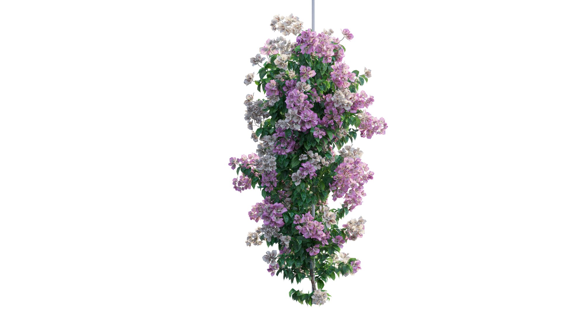 Bougainvillea plant set 49 3D model https://p.turbosquid.com/ts-thumb/D9/cEmrAe/VQ/5_interactivelightmix/png/1667513983/1920x1080/fit_q87/f0cb566e70b7a743ccc7144a15d9f51a044a141c/5_interactivelightmix.jpg