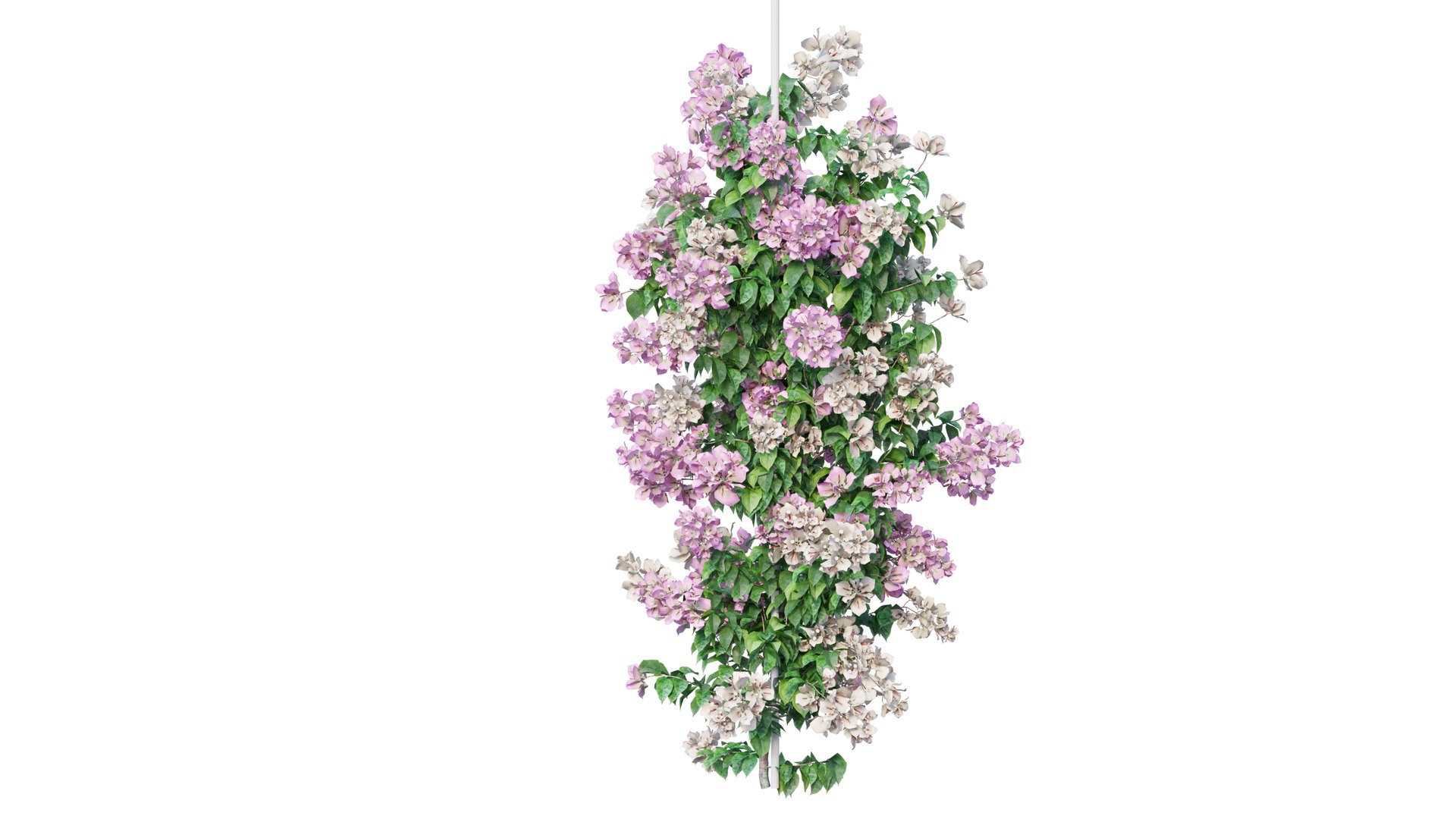 Bougainvillea plant set 49 3D model https://p.turbosquid.com/ts-thumb/D9/cEmrAe/cl/6_interactivelightmix/png/1667513983/1920x1080/fit_q87/8be2235021a754a69252364ab2e4d630030ca300/6_interactivelightmix.jpg