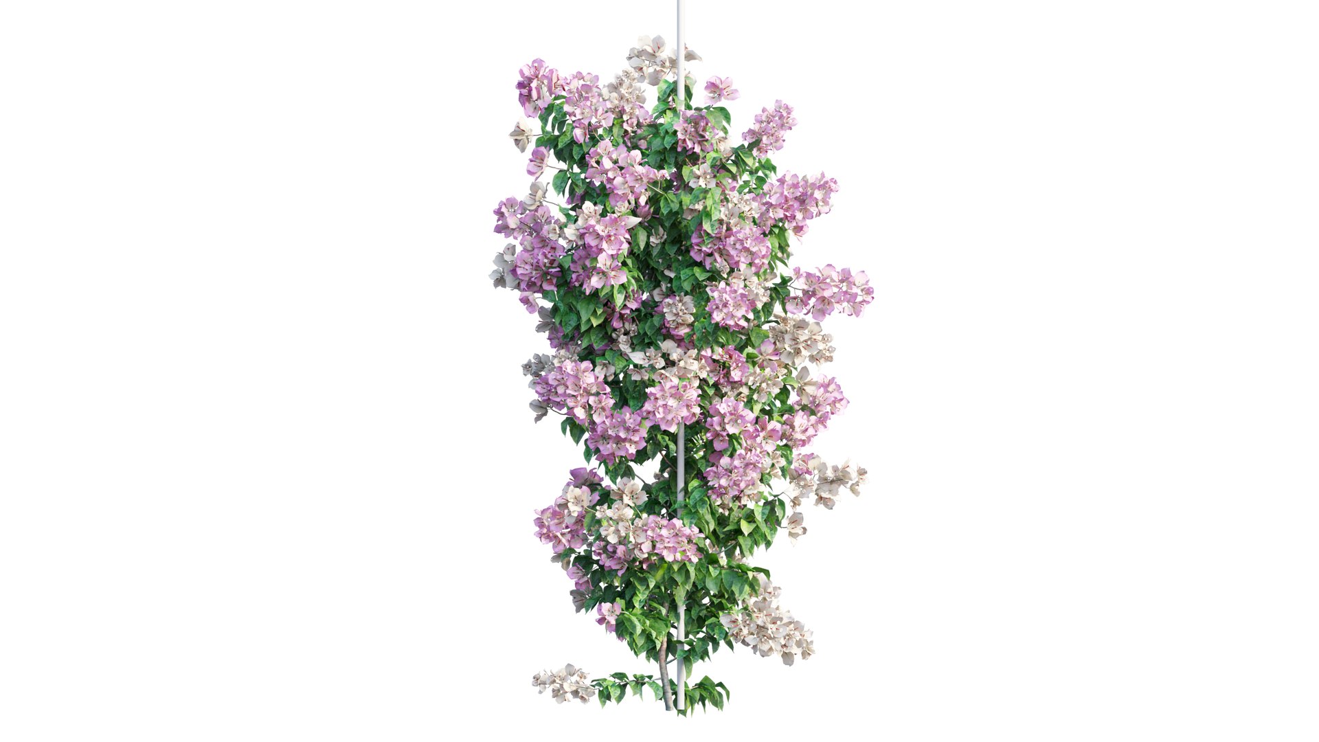Bougainvillea plant set 49 3D model https://p.turbosquid.com/ts-thumb/D9/cEmrAe/ja/1_interactivelightmix/png/1667512848/1920x1080/fit_q87/cdb7448209d464ea1de8563e826e14ee8fa8b42c/1_interactivelightmix.jpg