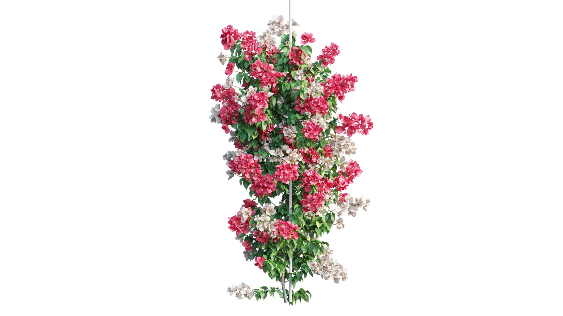 Bougainvillea plant set 49 3D model https://p.turbosquid.com/ts-thumb/D9/cEmrAe/ne/2_interactivelightmix/png/1667512852/1920x1080/fit_q87/89690e2c409c9f40e1749c1a3e69ce21dfd068dd/2_interactivelightmix.jpg