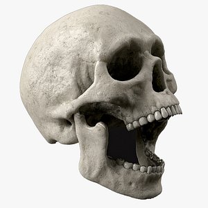 Skull Human PBR 8K skeletal for render and games